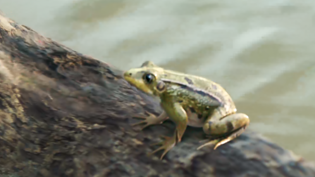 Frosch_Update
